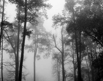 Sentinels, B&W Fine Art Photography, Trees, Fog, Trees in Silhouette, Vertical, Wall Decor
