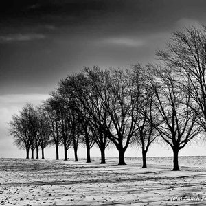 Winter Treeline, Trees in Winter, Winter, B&W Fine Art Photography, Wall Decor