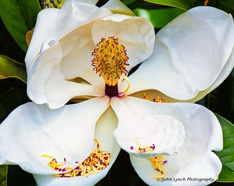 Magnolia Blossom 2, Southern Magnolia Blossom, Flowers