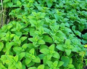 Live Lemon Balm Plant
