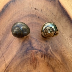 SNAIL Shell, Solid Bronze Drawer Pull, Door Handle, Knob, Beach Theme Decor, Nautical, Ocean, Polished, Patina