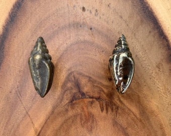 CONCH Seashell, Solid Bronze Drawer Pull, Door Handle, Knob, Beach Theme Decor, Polished, Patina