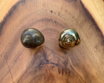 SNAIL Shell, Solid Bronze Drawer Pull, Door Handle, Knob, Beach Theme Decor, Nautical, Ocean, Polished, Patina