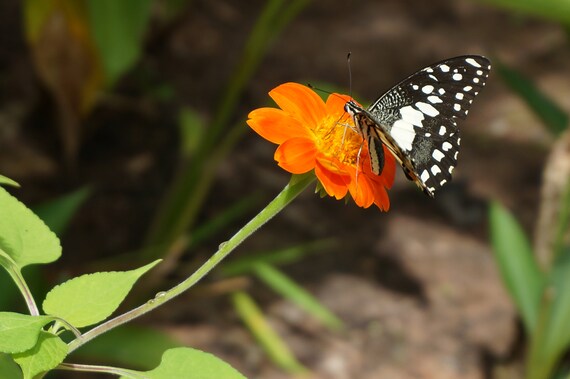 Gorgeous Photo Of Black And White Butterfly Resting On Vibrant Etsy