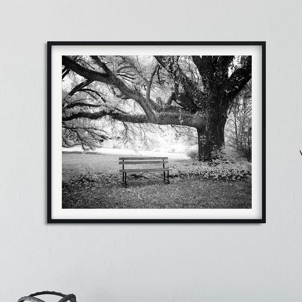 Black and White Picture of a Bench under Old Tree Digital Download | Outdoor Peaceful Scenery Picture | Instant Picture