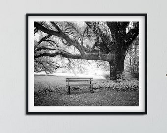 Black and White Bench Under Tree Photo (Digital Download)
