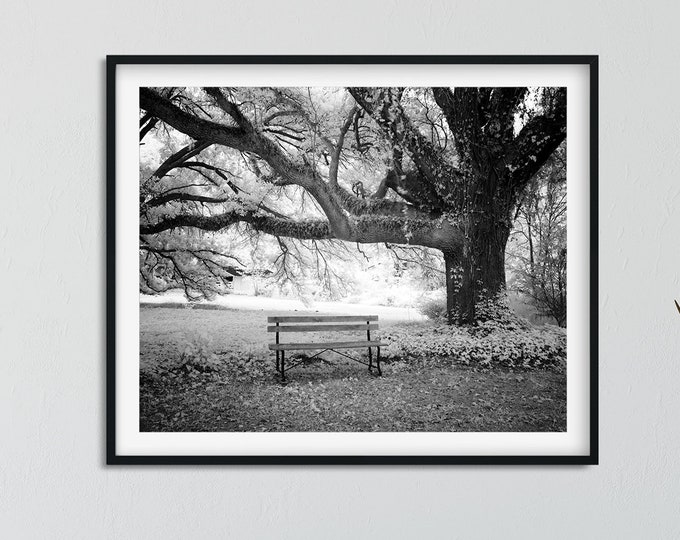 Black and White Picture of a Bench under Old Tree Digital Download | Outdoor Peaceful Scenery Picture | Instant Picture