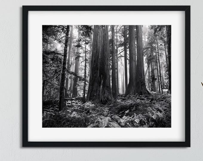 Mystical Black and White Old Growth Forest Print | Landscape Nature Wall Art | Moody Woodland Décor