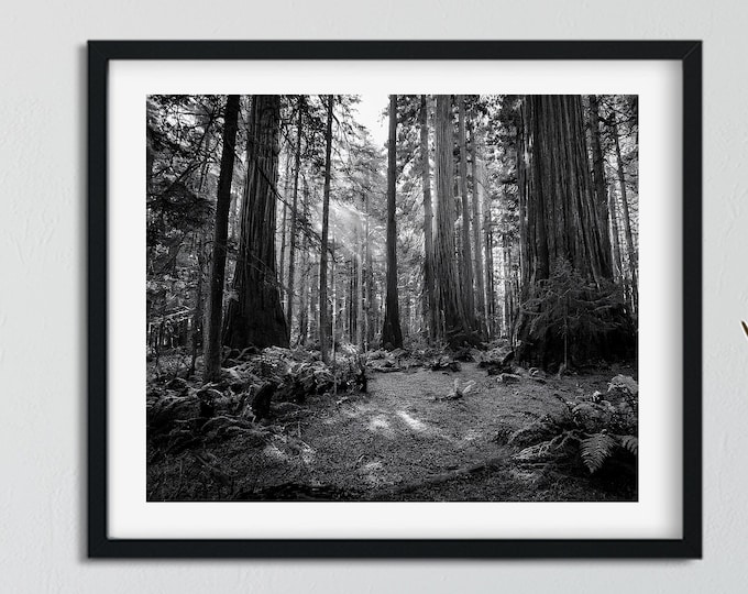 Black and White Old Growth Forest Print: Serene Nature Landscape Photography | Landscape Nature Wall Art | Woodland Nature Wall Art Décor