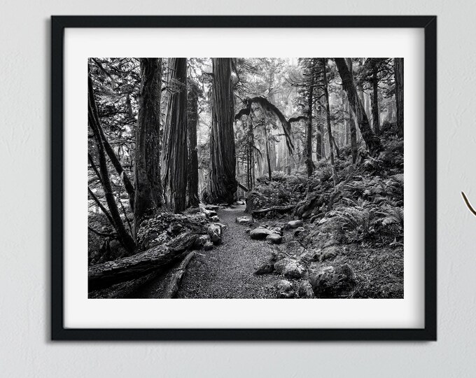 Black and White Old Growth Forest Print – Moody Nature Wall Art, Misty Forest Photography, Woodland Décor, Fine Art Photo Print