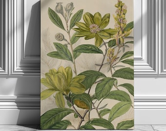 Green Botanical Canvas Art | Vintage Chartreuse Flower Print | Antique Magnolia Illustration for Modern or Classic Home Decor | Wall Art