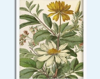 Vintage Botanical Art Print – Yellow & White Daisy Flower Wall Art – Digital Download