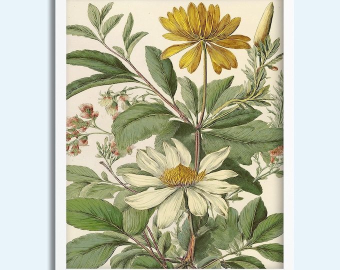 Vintage Botanical Art Print – Yellow & White Daisy Flower Wall Art – Digital Download