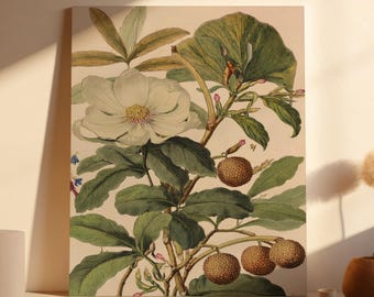 Large Botanical Wall Art on Canvas | Antique Style Floral Print for Farmhouse & Traditional Décor | Unframed Magnolia Art Print on Canvas