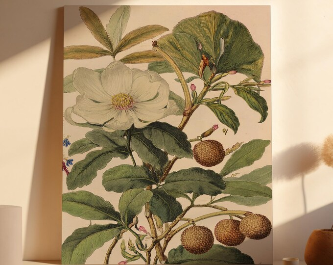 Large Botanical Wall Art on Canvas | Antique Style Floral Print for Farmhouse & Traditional Décor | Unframed Magnolia Art Print on Canvas