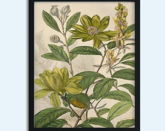 Vintage Botanical Print: Antique Yellow-Green Floral Illustration (Digital Download)