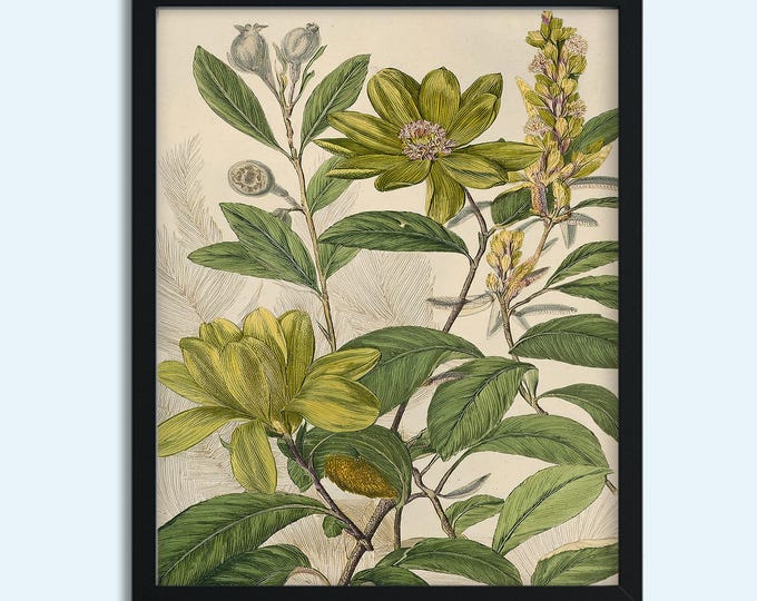 Vintage Botanical Flower Art Print - Digital Download | Antique Nature Illustration Wall Décor | Instant Download,  300 DPI