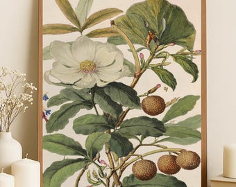 Vintage Botanical Fruit & Flower Art Print | Antique-Style Nature Wall Décor | Garden Illustration | Elegant Botanical Home Print