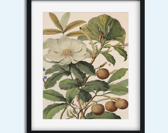Vintage Botanical Art Print - Digital Download