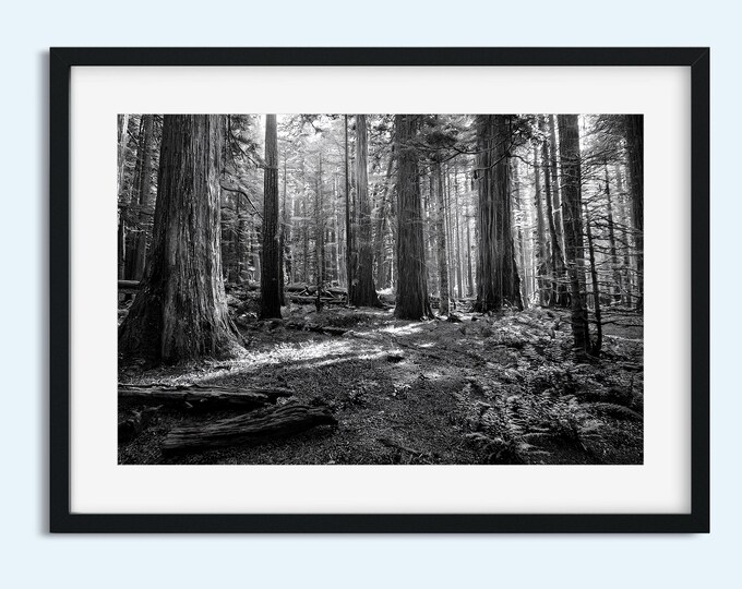 Black and White Old Growth Forest Print | Landscape Nature Wall Art | Woodland Nature Wall Art | Moody Woodland Décor