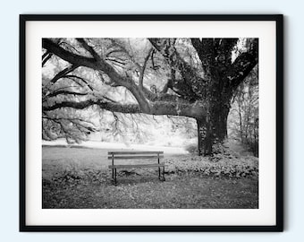 Black and White Tree Bench Print: Calming Nature Photography (Digital Download)