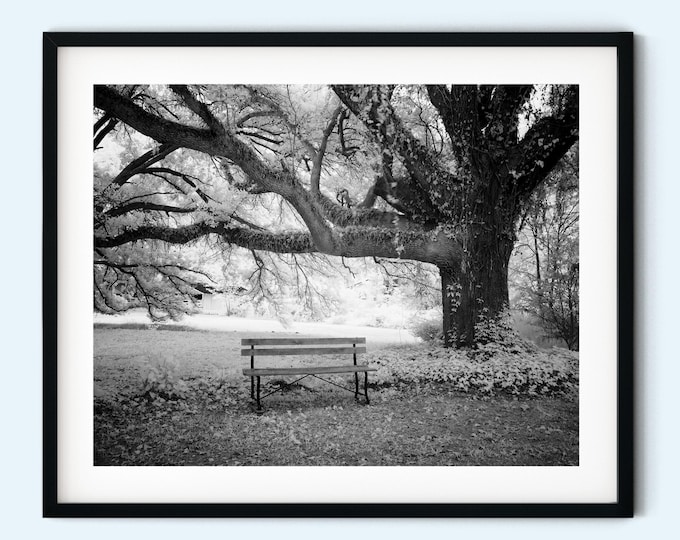 Nature's Stillness: Black and White - Bench Beneath Old Tree - Calming Print for Your Home Décor - Instant Print Digital Download