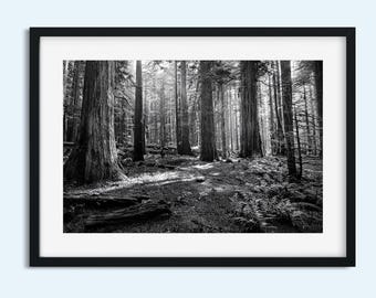 Impression de forêt en noir et blanc : paysage boisé paisible (téléchargement numérique)