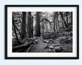 Timeless Old Growth Forest Photo: Black & White Tree Scenery - Digital Print for Nature Lovers - Home Décor - Instant Print Digital Download