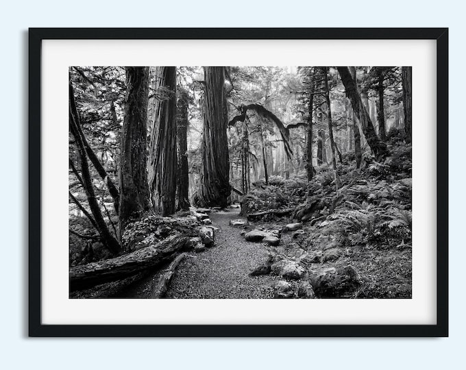Timeless Old Growth Forest Photo: Black & White Tree Scenery - Digital Print for Nature Lovers - Home Décor - Instant Print Digital Download