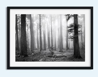 Black and White Forest Print | Misty Old Growth Trees | Tree Wall Art | Nature Wall Art | Landscape Décor| Instant Print Digital Download