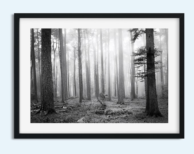 Black and White Forest Print | Misty Old Growth Trees | Tree Wall Art | Nature Wall Art | Landscape Décor| Instant Print Digital Download
