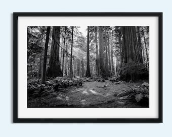 Black and White Old Growth Forest Print: Serene Nature Landscape Photography - Timeless Instant Print Digital Download Wall Art