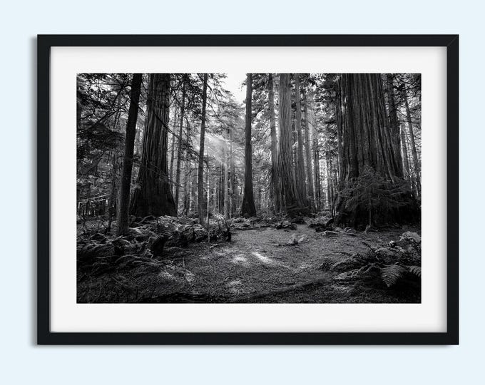 Black and White Old Growth Forest Print: Serene Nature Landscape Photography - Timeless Instant Print Digital Download Wall Art