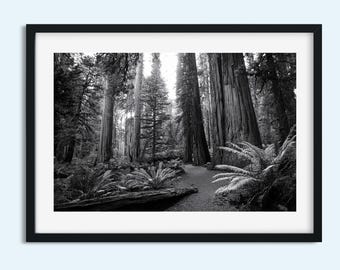 Black and White Forest Wall Art, Old Growth Trees Print, Nature Landscape Photography, Instant Download Digital Print