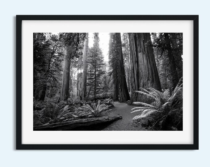 Black and White Forest Wall Art, Old Growth Trees Print, Nature Landscape Photography, Instant Download Digital Print