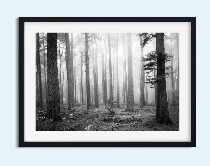 Mystical Foggy Forest Print | Black & White Old Growth Trees Digital Art | Serene Woodland Wall Décor