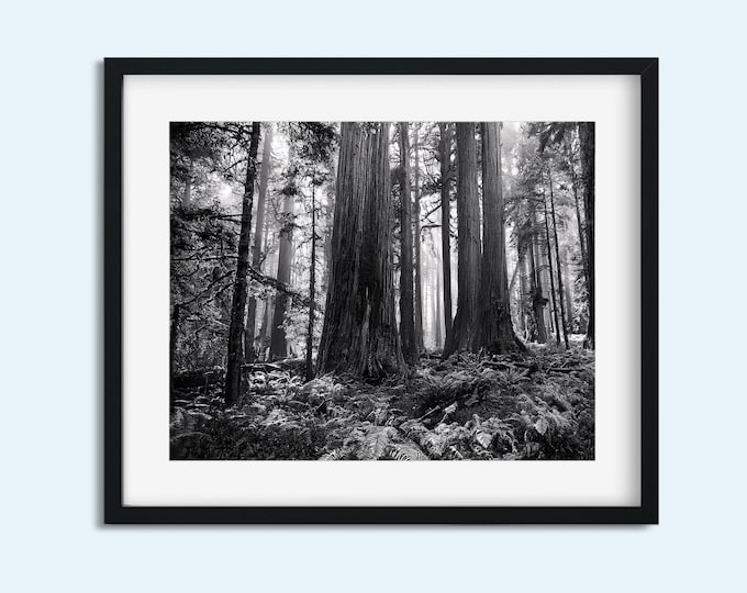 Mystical Black and White Old Growth Forest Print | Landscape Nature Wall Art | Instant Print Digital Download | Moody Woodland Décor