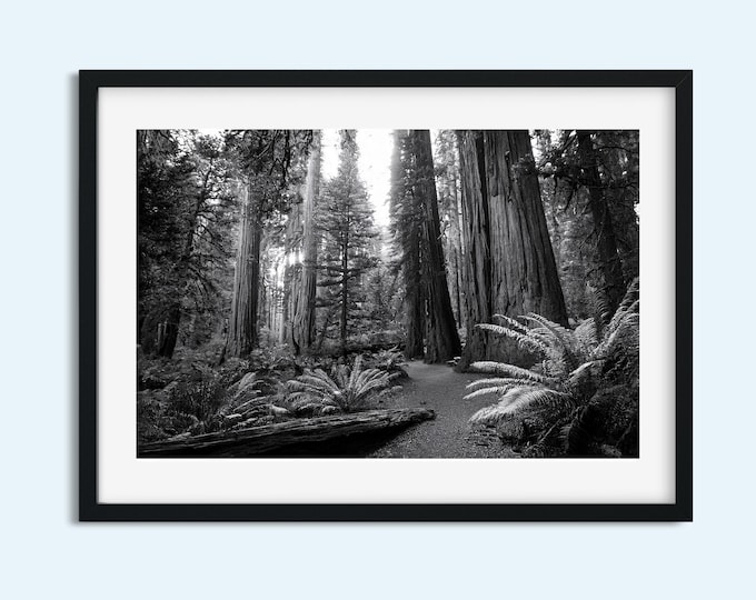 Black & White Old Growth Forest Print | Trees Nature Wall Art Digital Download | Serene Landscape Photography for Home Décor