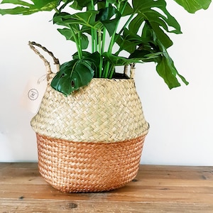 May include: A green leafy plant in a woven basket with a copper coloured bottom. The basket has two handles. The plant is in a white room with a wooden floor.