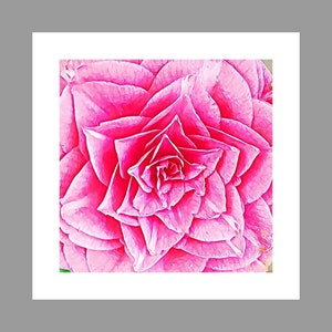 Colorful Camellia Art Print: Botanical Home Decor