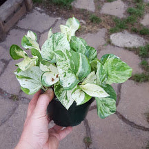 Full 6" pot of Manjula pothos, Epipremnum aureum