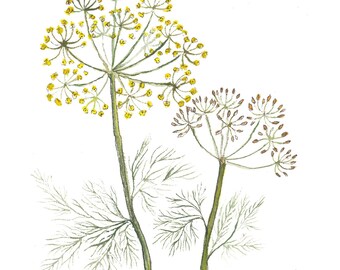 Dill Vegetable Print | Herb Watercolor Painting | Wall Art | Watercolor Print | Painting | Home Decor | Plant | Quote | Gifts For Her