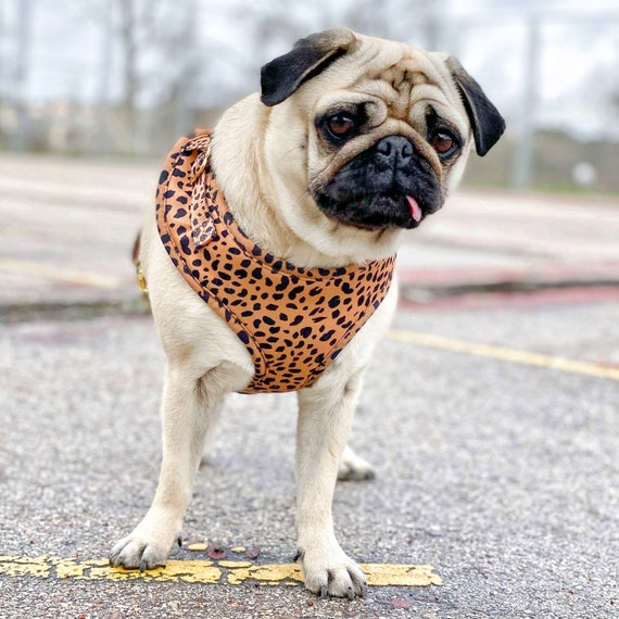 cheetah dog harness
