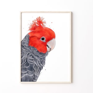 Gang Gang Cockatoo Printable Art | Digital Download | Wall Art | Australian Bird