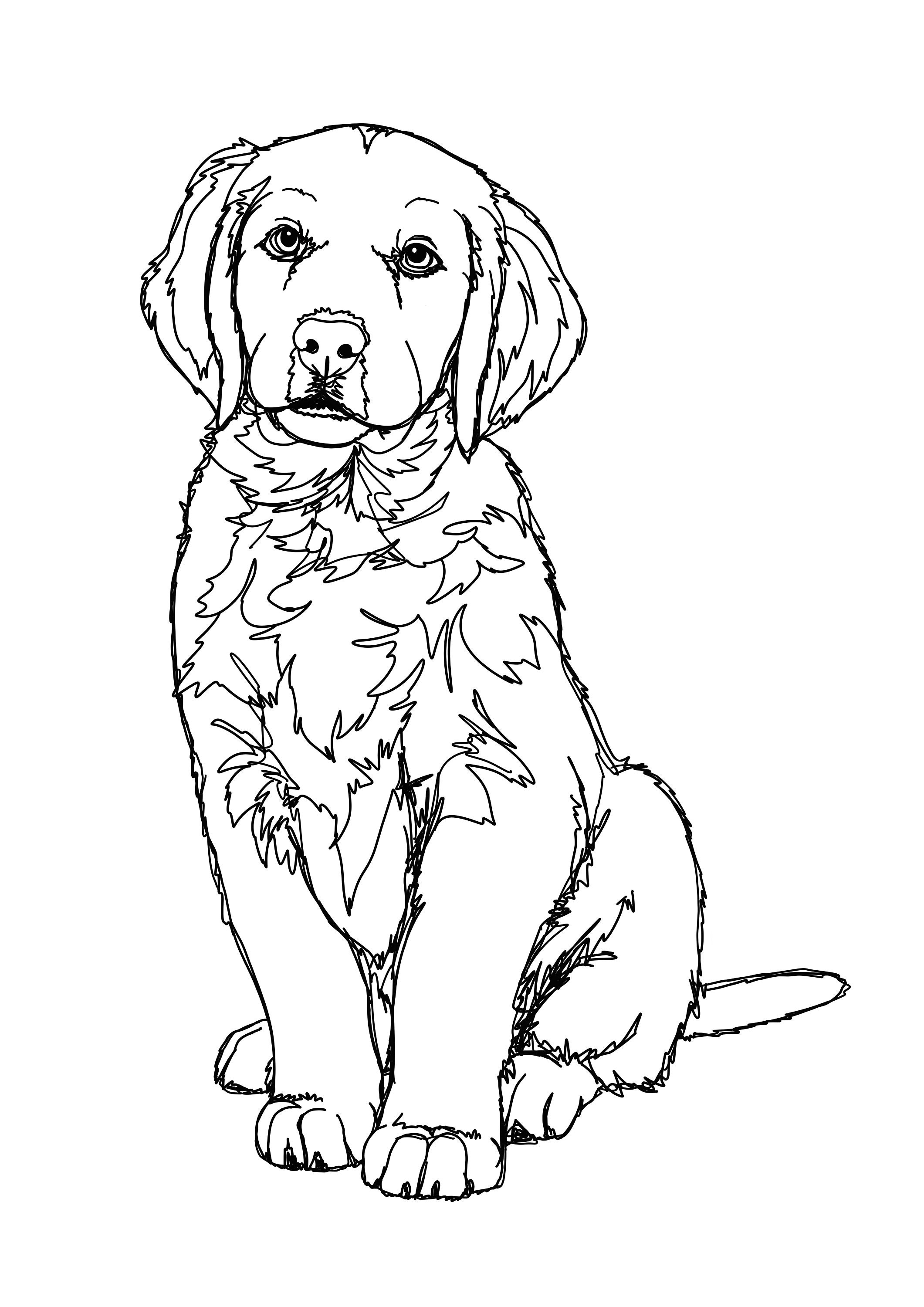 Custom Line Art Pet Portrait Digital Personalised Art | Etsy