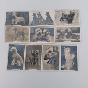 Op de afbeelding: Een verzameling vintage hondenras kaarten, elk met een zwart-wit afbeelding van een verschillende terriër. De kaarten zijn gerangschikt in rijen en kolommen, met verschillende rassen zoals Airedale en West Highland Terriers.