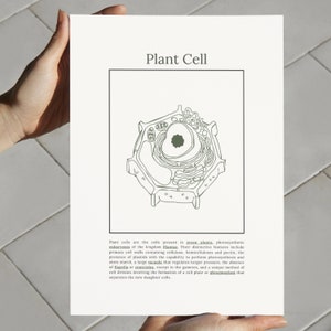 Plant Cell Structure Printable , Download Biology Lesson, Kids ...