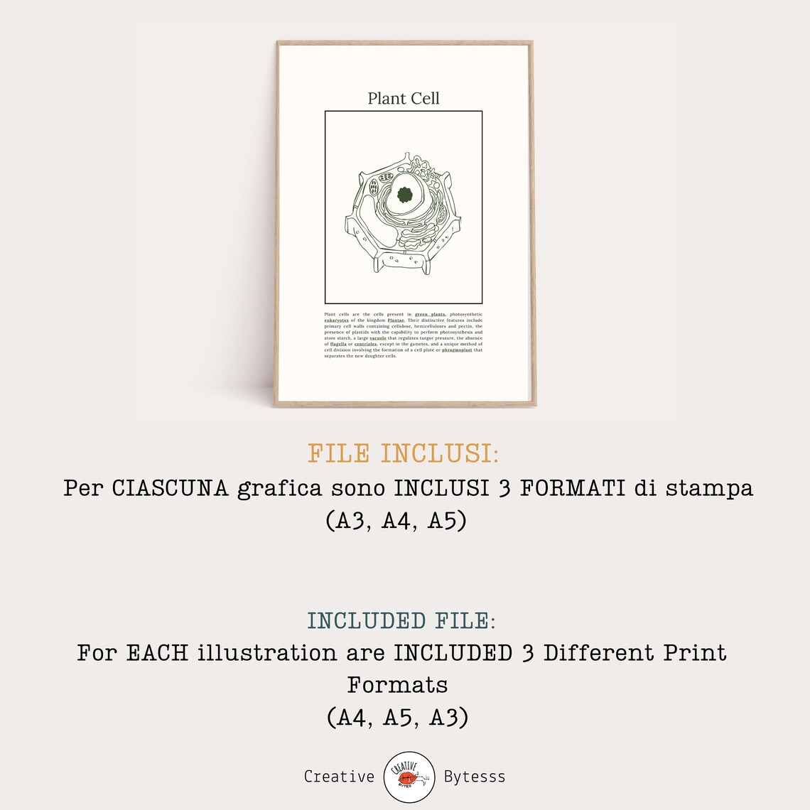 Plant Cell Structure Printable , Download Biology Lesson, Kids ...