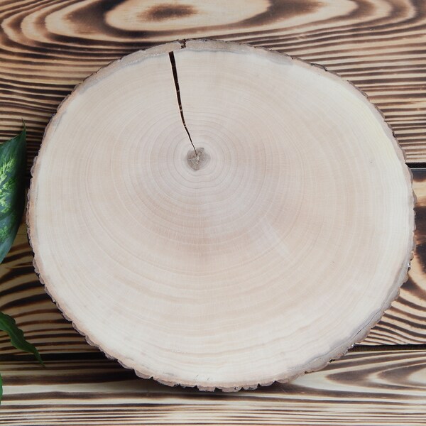 Tree Trunk Slices Etsy