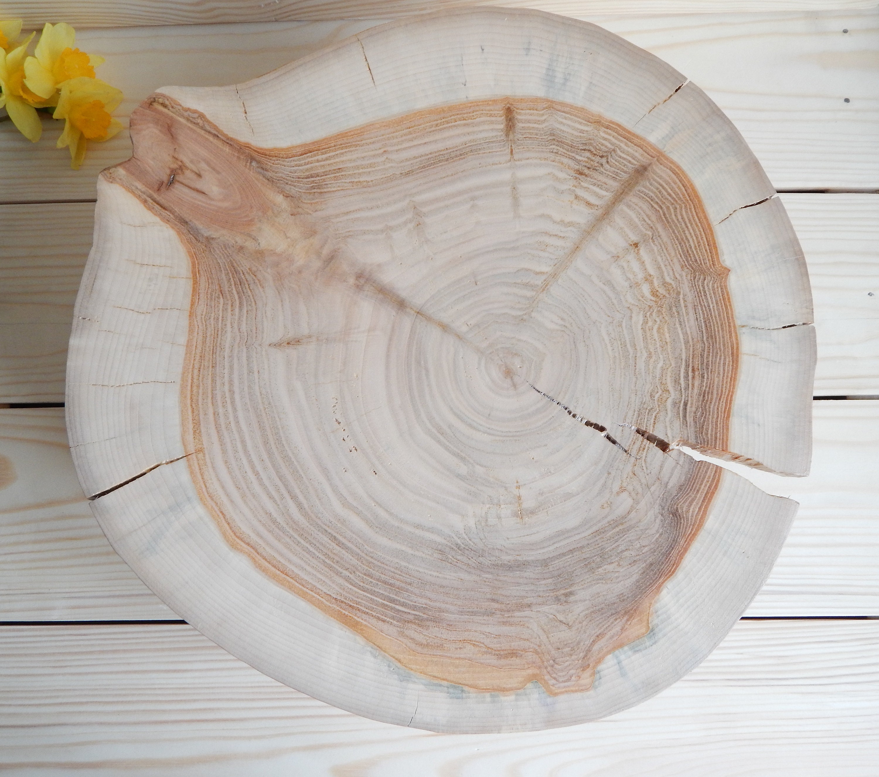 15 Inch Tree Wood Mini Table Rustic Wedding Centerpiece Large Wood